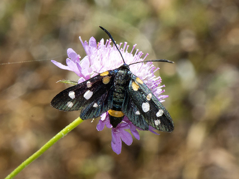 Specie di Zygaena di fine maggio - inizio luglio